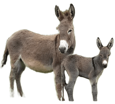 Elevage d'ânesses laitières et de brebis rouge du Roussillon
 